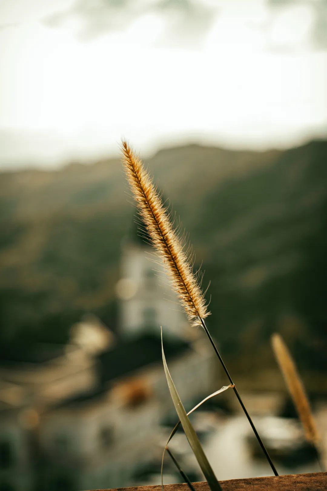 七言：世间皆苦，唯有自渡